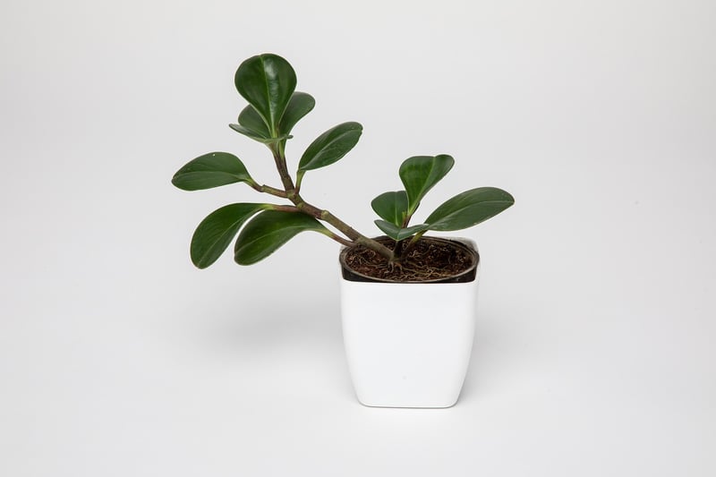 Plant Decor
